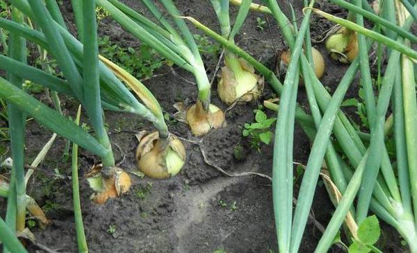onion disease in the garden