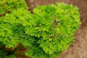 Types of parsley diseases in the garden, how to treat them and what to do
