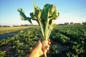 Description of sugar beet varieties, cultivation and cultivation technology, yield