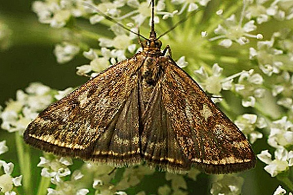 meadow moths