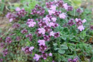 Growing thyme in the Urals, planting and care features