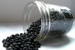 Useful and harmful properties of black beans for health, description of varieties