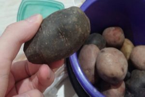Beschrijving van variëteiten van zwarte aardappelen, kenmerken van teelt en verzorging