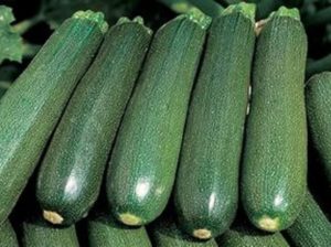 Description of the Tsukesha zucchini variety, cultivation and storage features