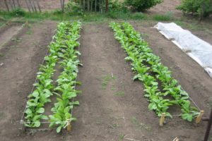 Pflanzen, Wachsen und Pflegen eines Daikons, wenn auf offenem Boden gepflanzt werden soll