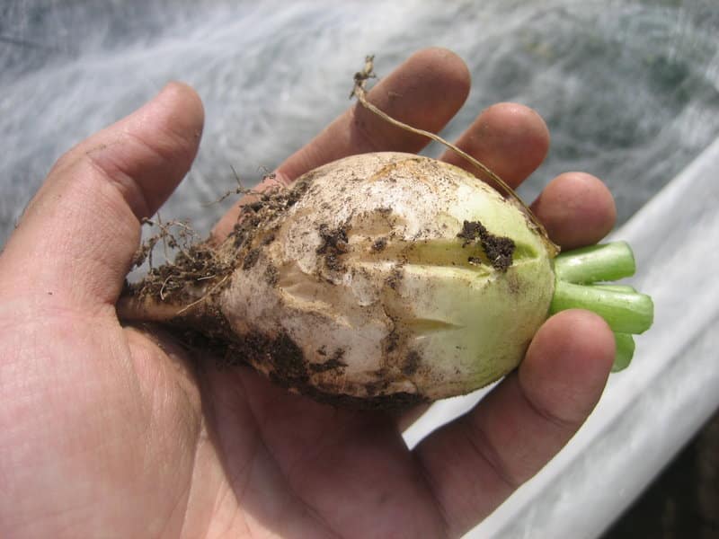 in the hands of a radish