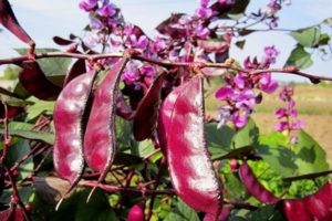 Description of varieties of ornamental beans, features of cultivation, planting and care