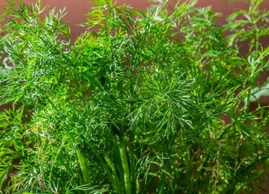 gepflanzter Dill