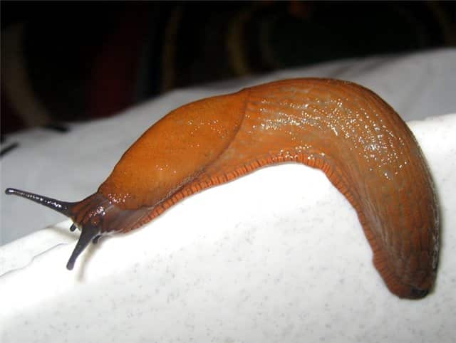 brown slug