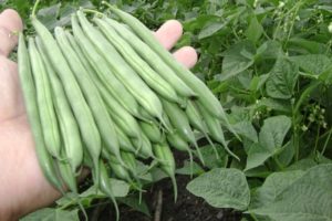 Types and description of beans varieties, cultivation features