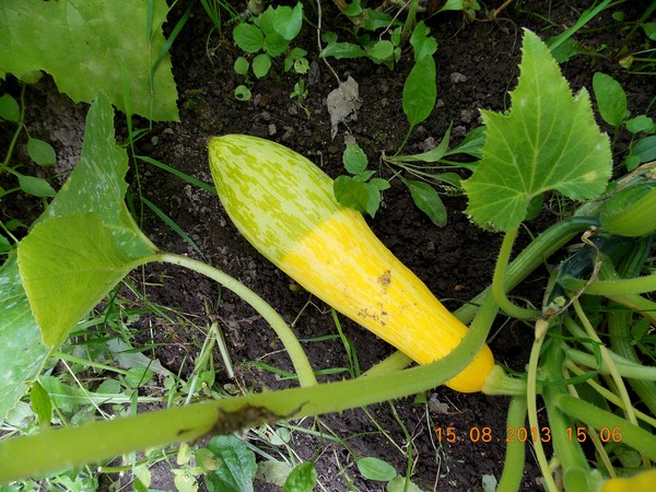 gulnede zucchini