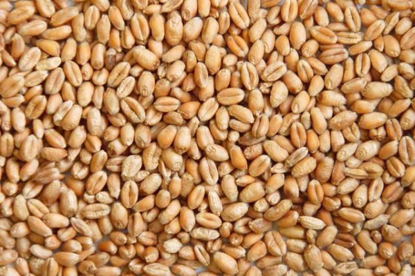 jarná pšenica