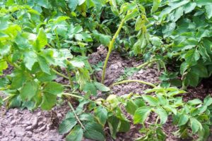 Beschreibung, Ursachen und Behandlung von Fusariumkartoffeln, Kontrollmaßnahmen