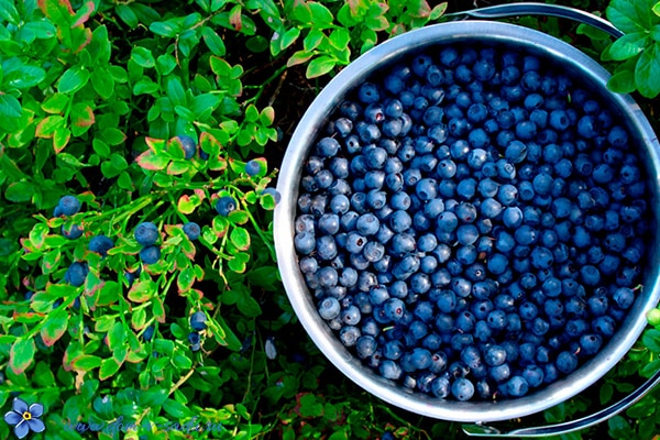 mga blueberry sa isang basket