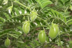 Useful properties and contraindications of chickpeas, how to germinate it