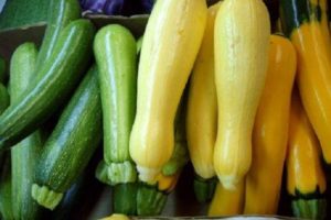 Beschreibung der Zucchinisorten, deren Anbau, Pflanzung und Pflege