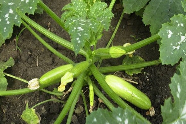  almindelig zucchini