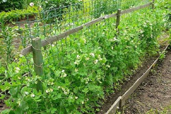 peas along the fence