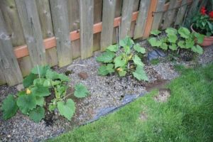 Come coltivare e prendersi cura delle zucchine in campo aperto