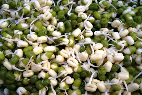 beans for seedlings