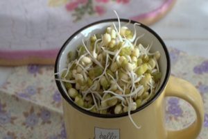 How to sprout beans quickly and correctly at home in 1 day