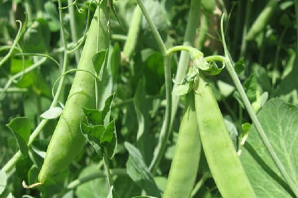 grow peas