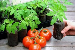 Come piantare e coltivare pomodori in compresse di torba