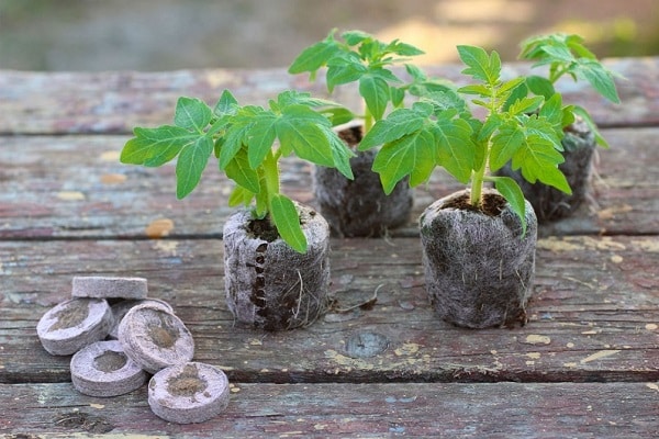 Come piantare e coltivare pomodori in compresse di torba