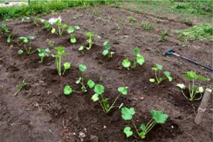 Ako pestovať a starať sa o tekvicu vonku
