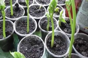Cách trồng đậu tại nhà đúng cách, từng bước cho người mới bắt đầu