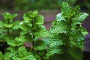 How to plant, grow and care for mint from seeds in the open field in the country