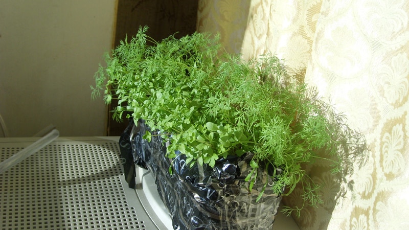 dill in a pot