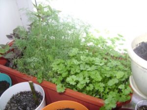 Wie man Petersilie aus Samen auf einer Fensterbank im Winter züchtet und pflegt