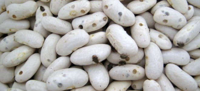 mga bug sa beans