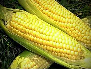 aparición del maíz Caramello