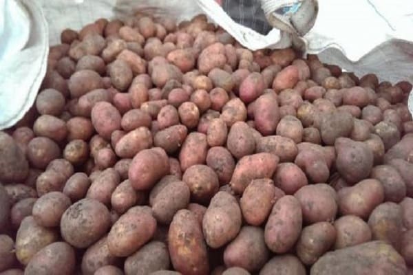 Colorado potatisbagge