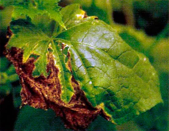 komkommer cladosporium