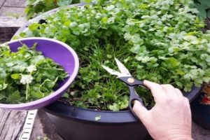 Ako pestovať koriander v zime na parapete zo semienok doma