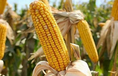barības kukurūzas izskats