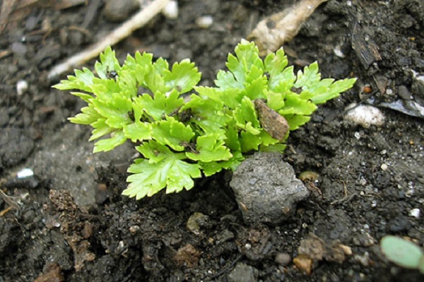 ogrodnik warzyw