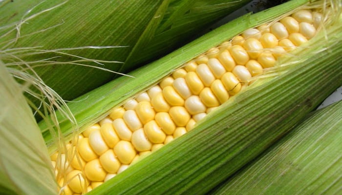 Niederländisches Mais Aussehen
