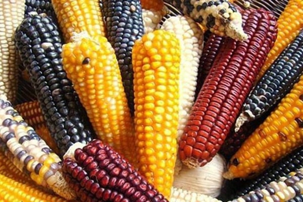 maíz multicolor