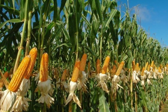 open field corn