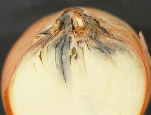 rot on onions