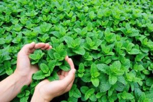 Description of the variety of Moroccan mint, features of cultivation and care