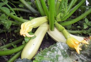 Descrizione della varietà di zucchine Kavili, caratteristiche di coltivazione e resa