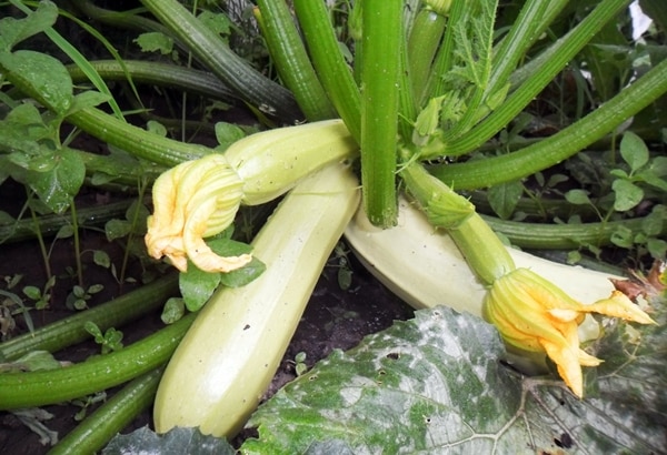 bukas na patlang na Cavili zucchini