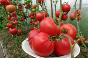 Opis odmiany pomidora Wino malinowe, jego właściwości i wydajność