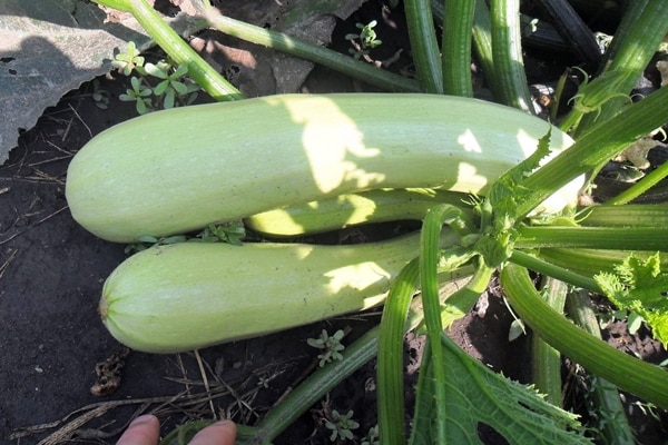 zucchine kavili in giardino