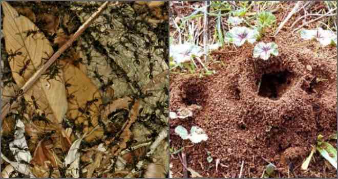 anthill trong vườn
